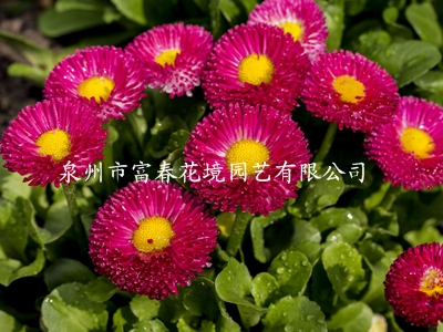 雏菊（品红） 