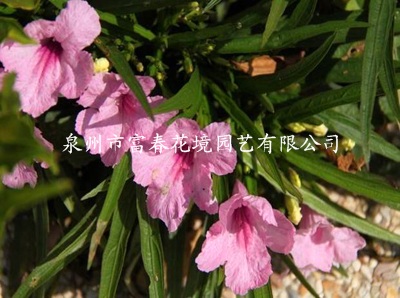 粉芦莉（矮生）  