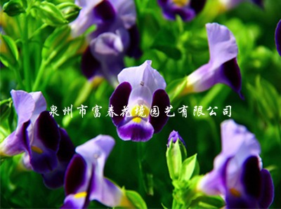 夏瑾•紫色 