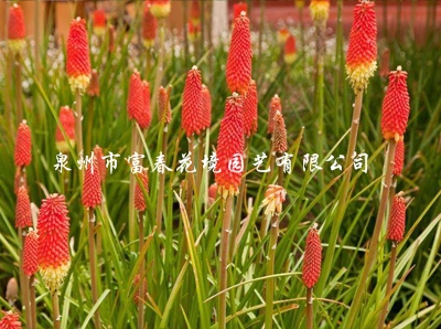 火炬花 